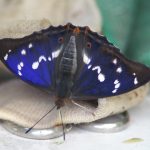 Schiller Schmetterling